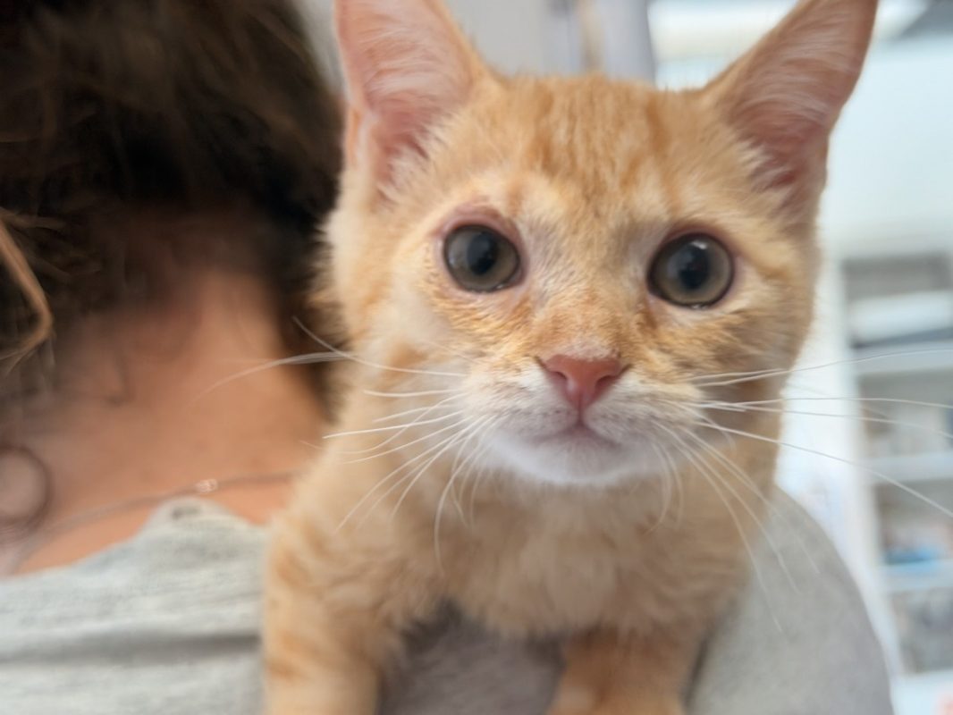 Sloane - Chat Européen à adopter