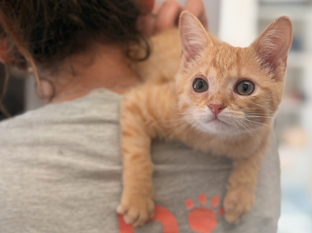 Sloane - Chat Européen à adopter - photo 2