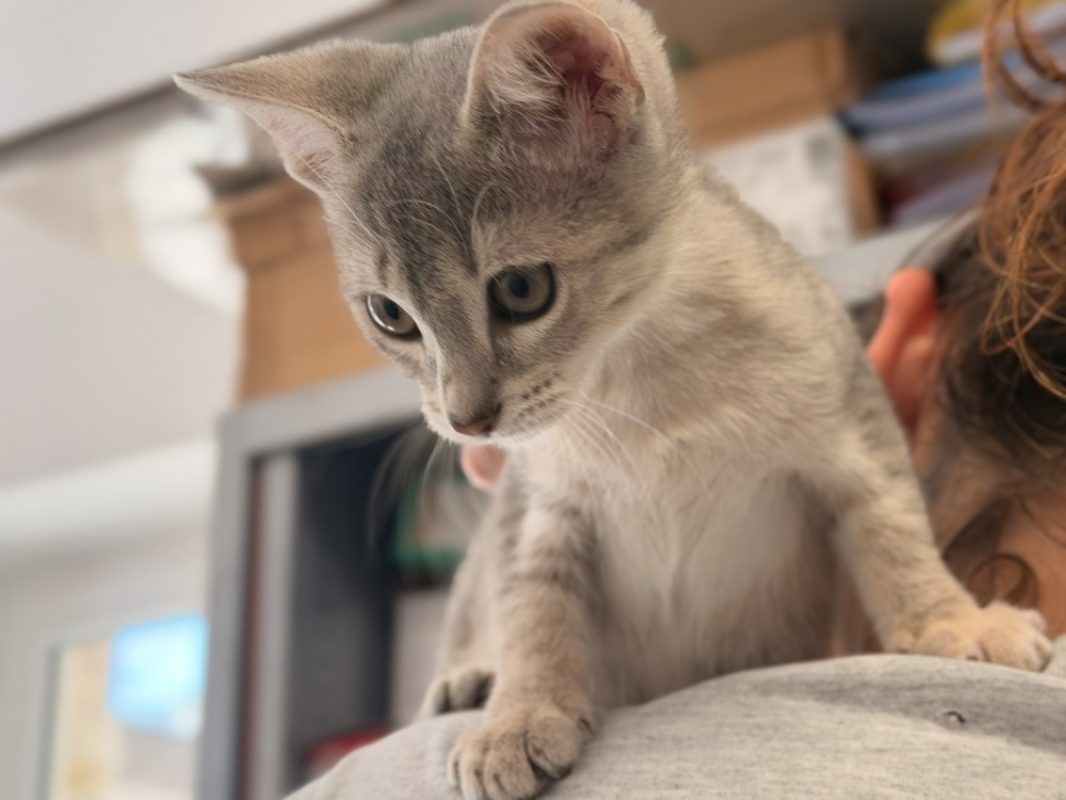 Rhi - Chat Européen à adopter