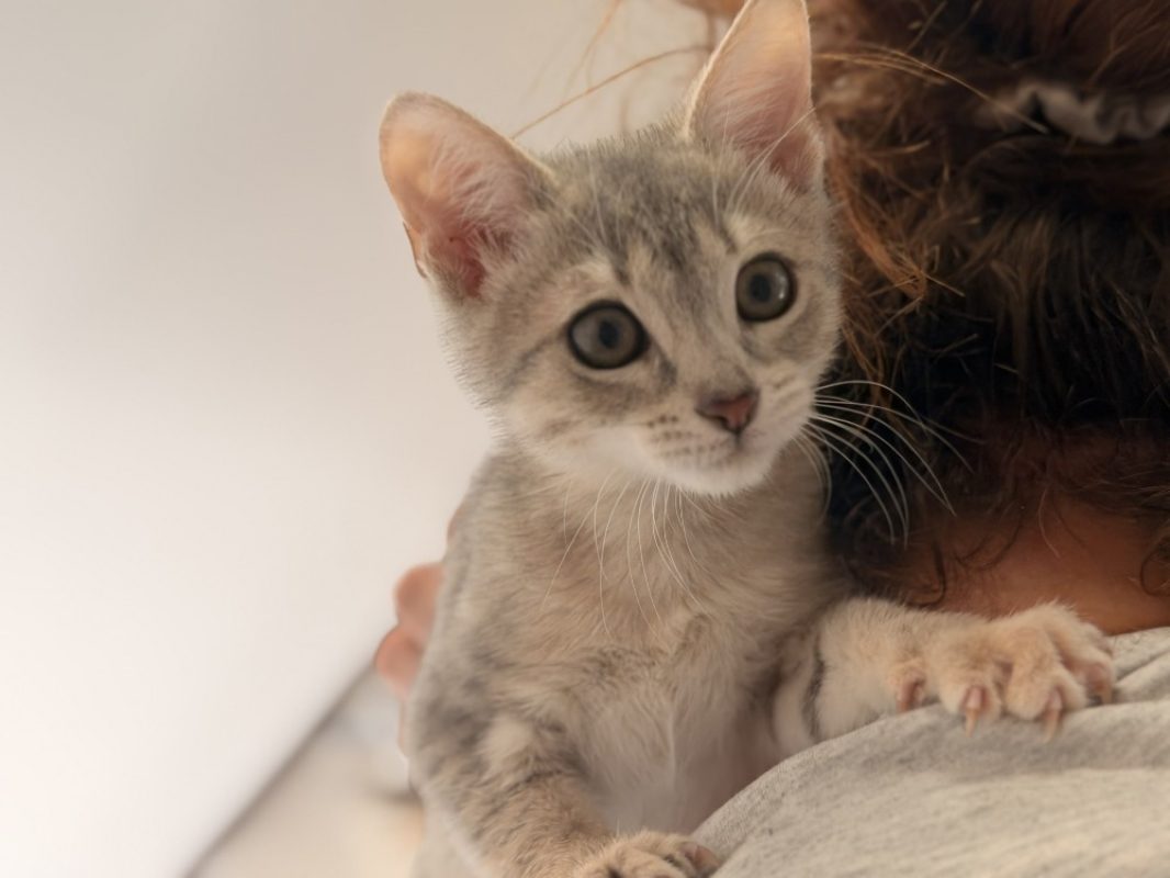 Rhi - Chat Européen à adopter - photo 2