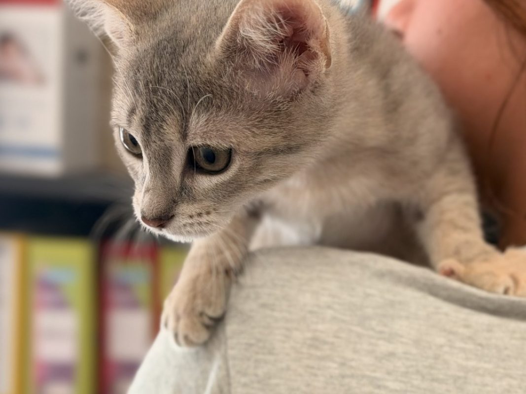 Rhi - Chat Européen à adopter - photo 3