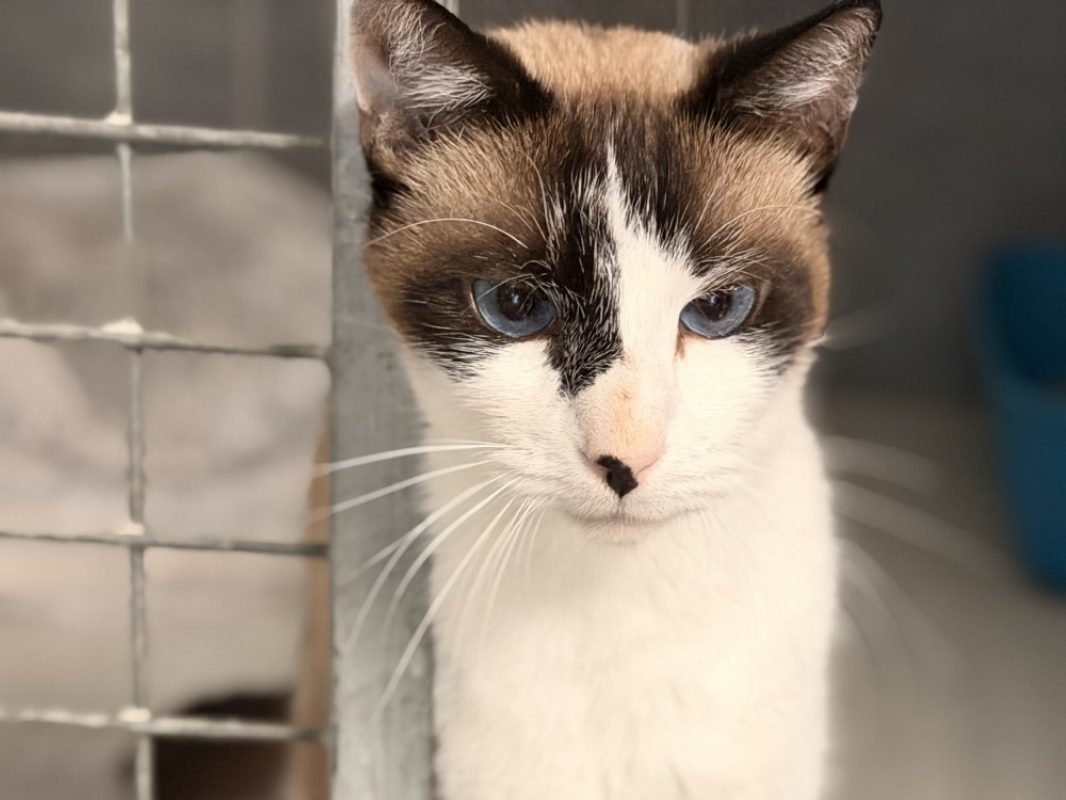 Pop corn - Chat Européen à adopter