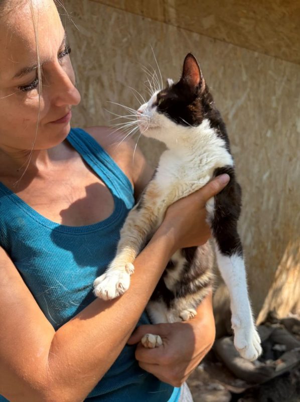 Kathy - Chat à adopter - photo 7
