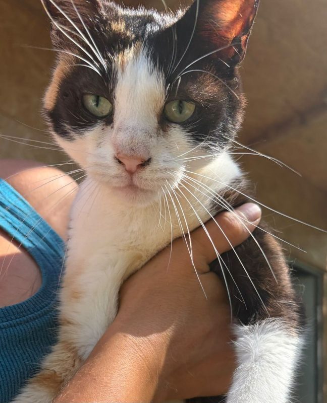 Kathy - Chat à adopter