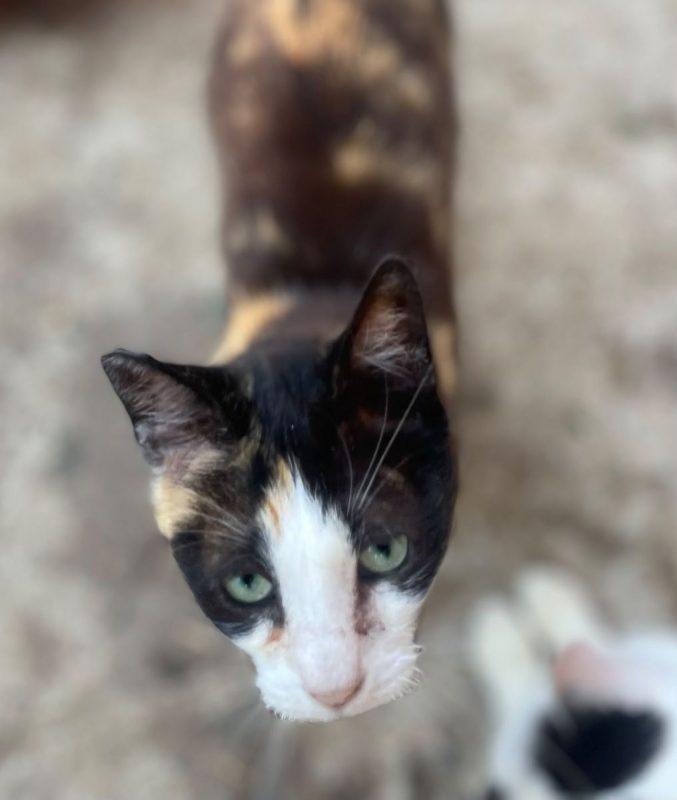 Kathy - Chat à adopter - photo 2