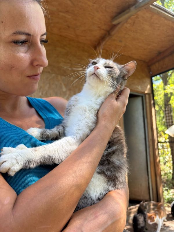 Heart - Chat à adopter - photo 3