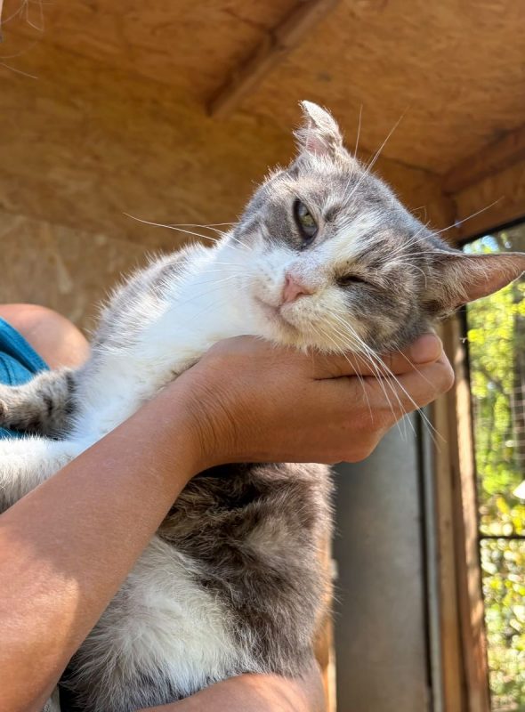 Heart - Chat à adopter