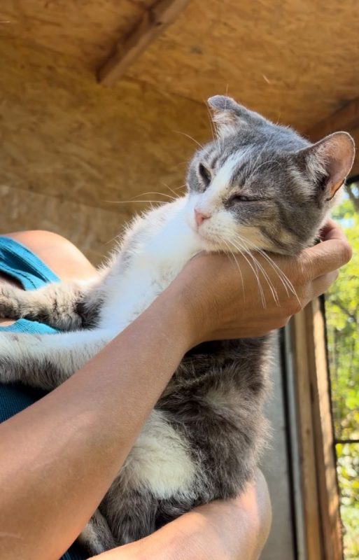 Heart - Chat à adopter - photo 5