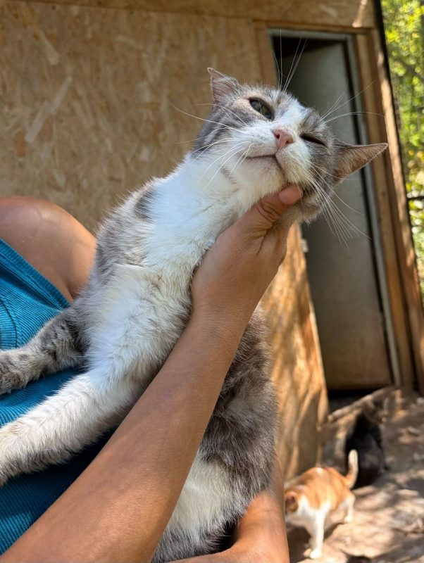 Heart - Chat à adopter - photo 4