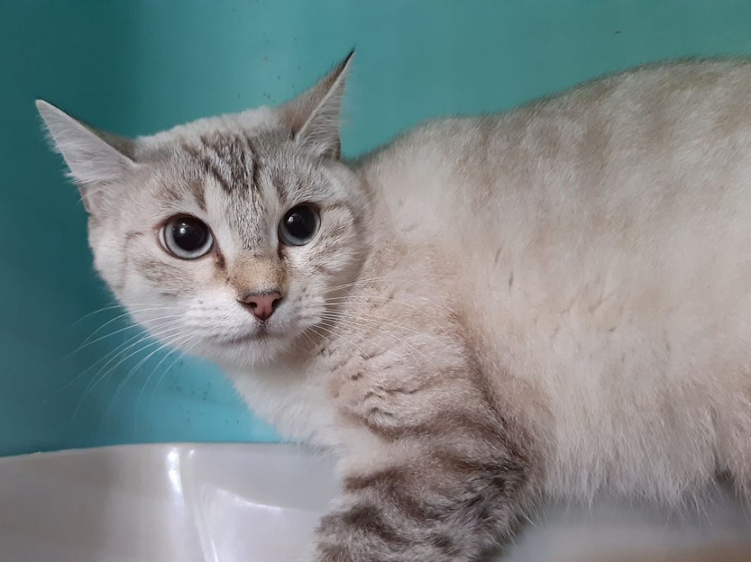 Bouldepoil - Chat Européen à adopter