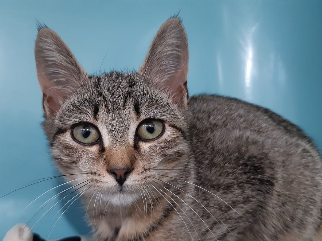 Seville - Chat Européen à adopter