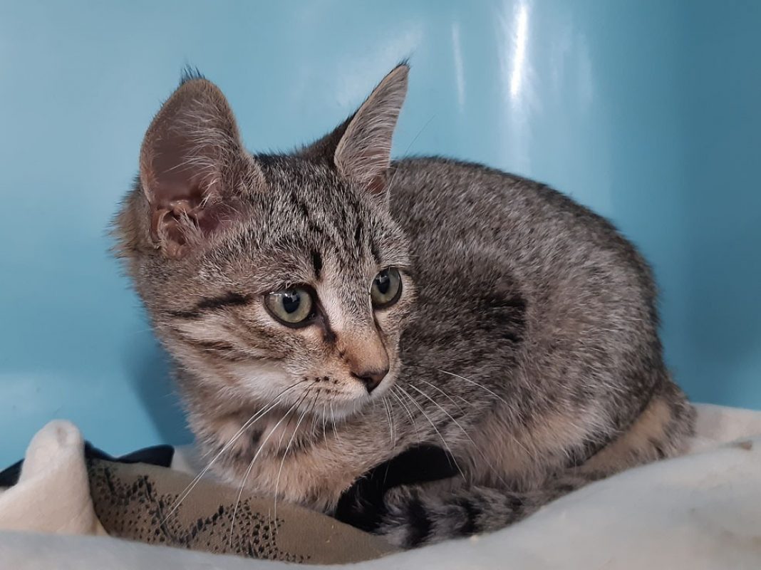 Seville - Chat Européen à adopter - photo 2