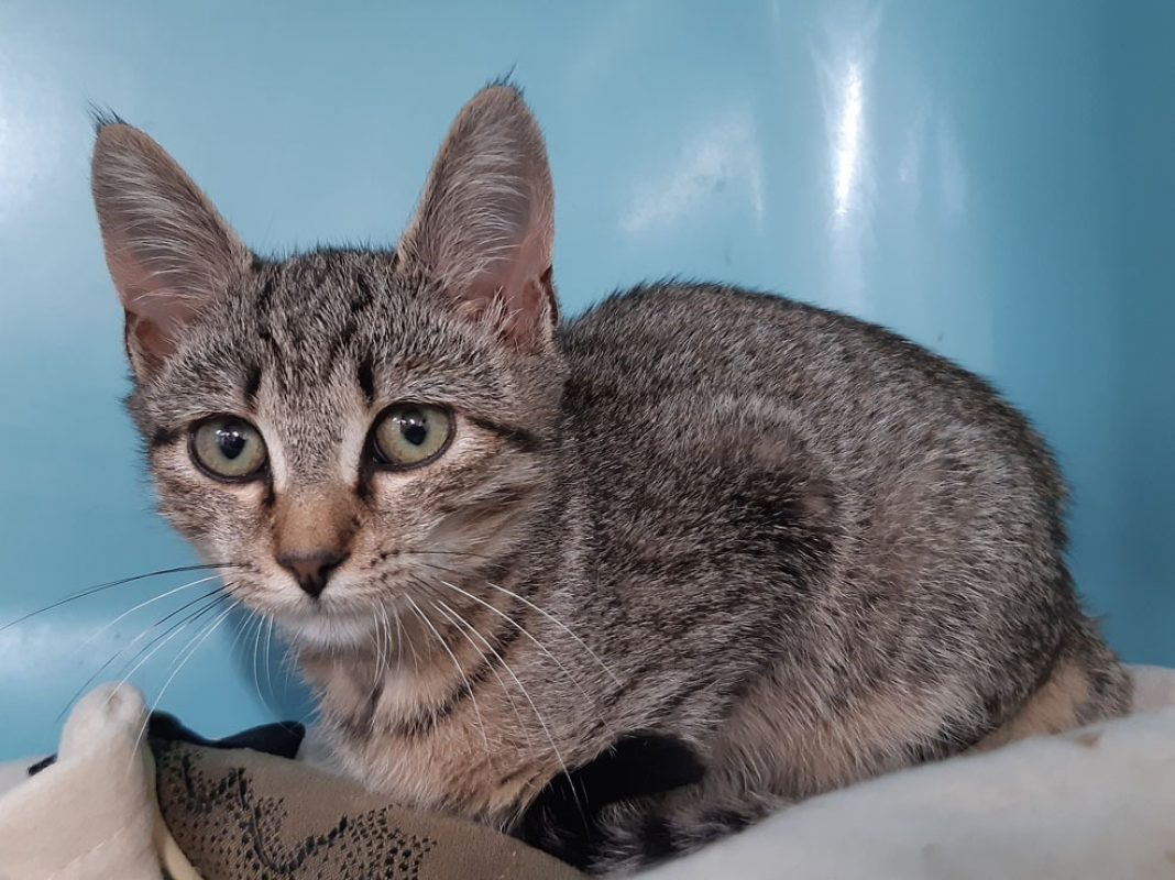 Seville - Chat Européen à adopter - photo 3