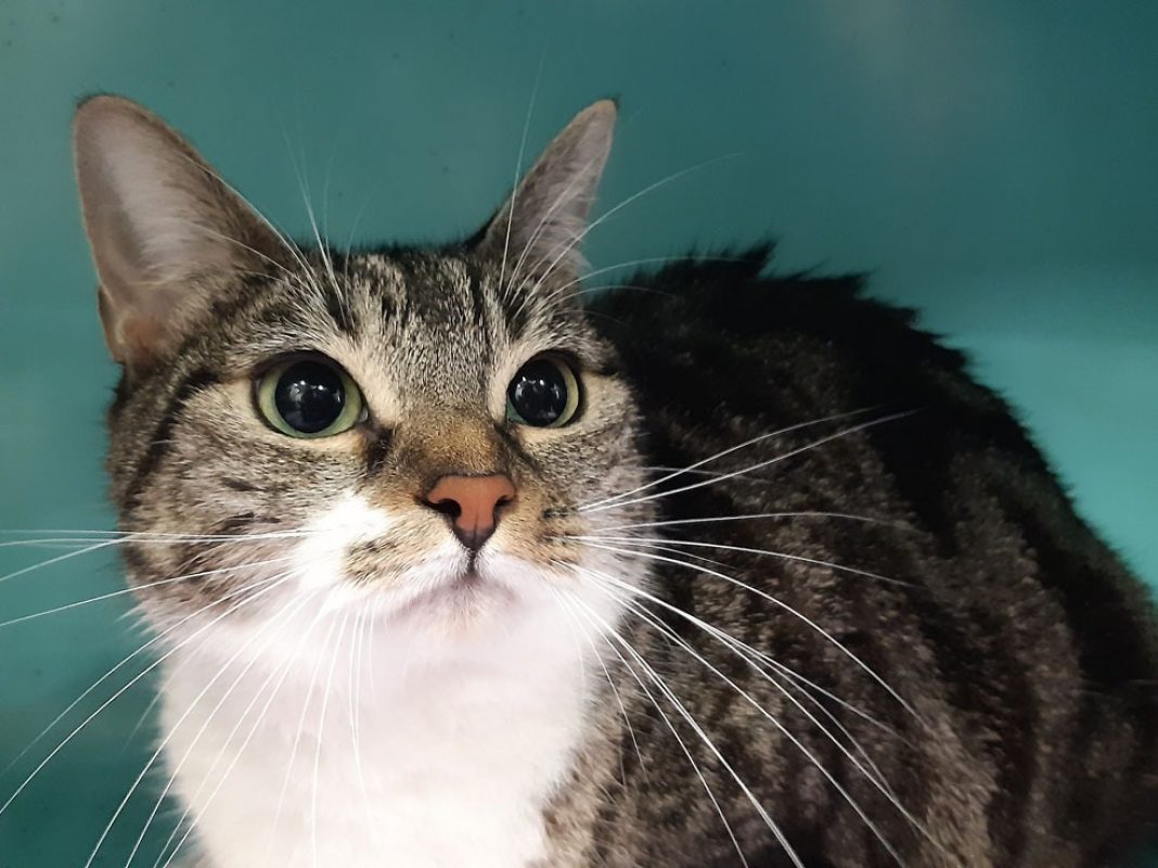 Cerise - Chat Européen à adopter