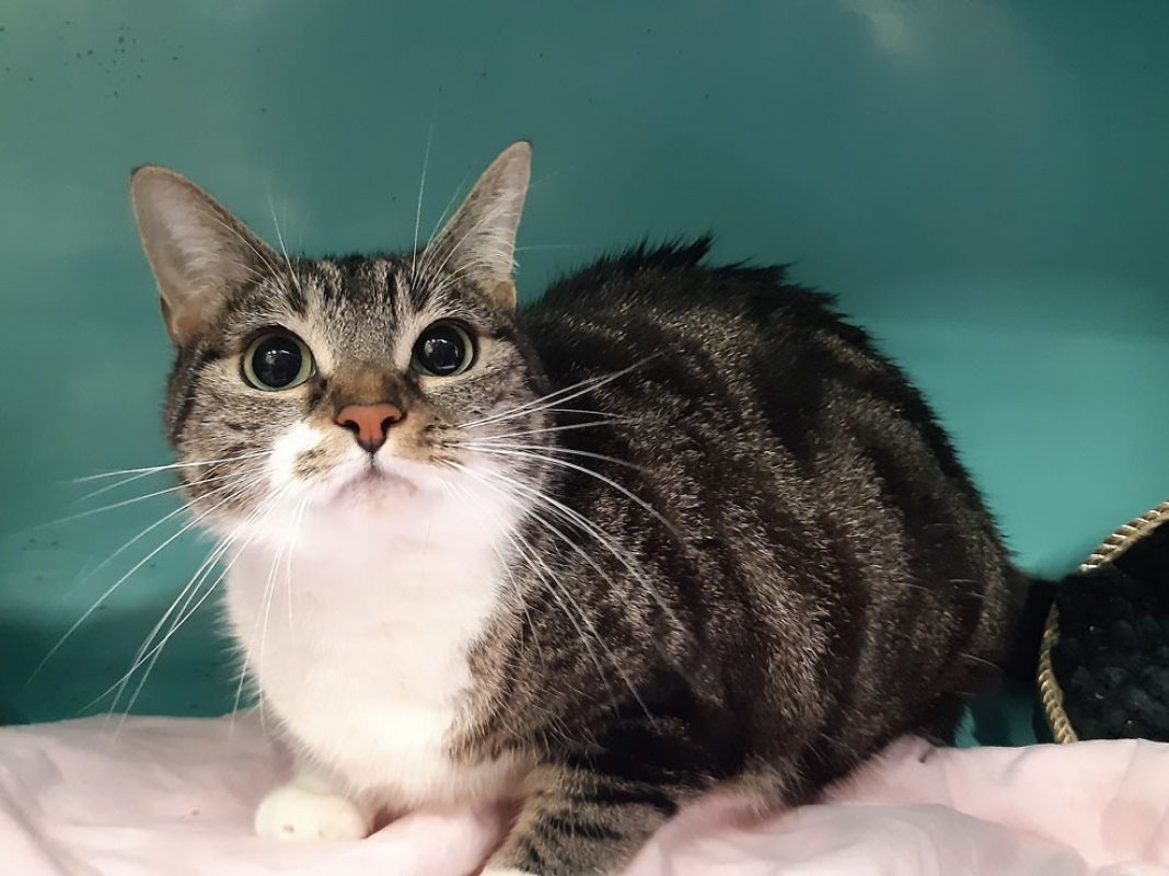 Cerise - Chat Européen à adopter - photo 3