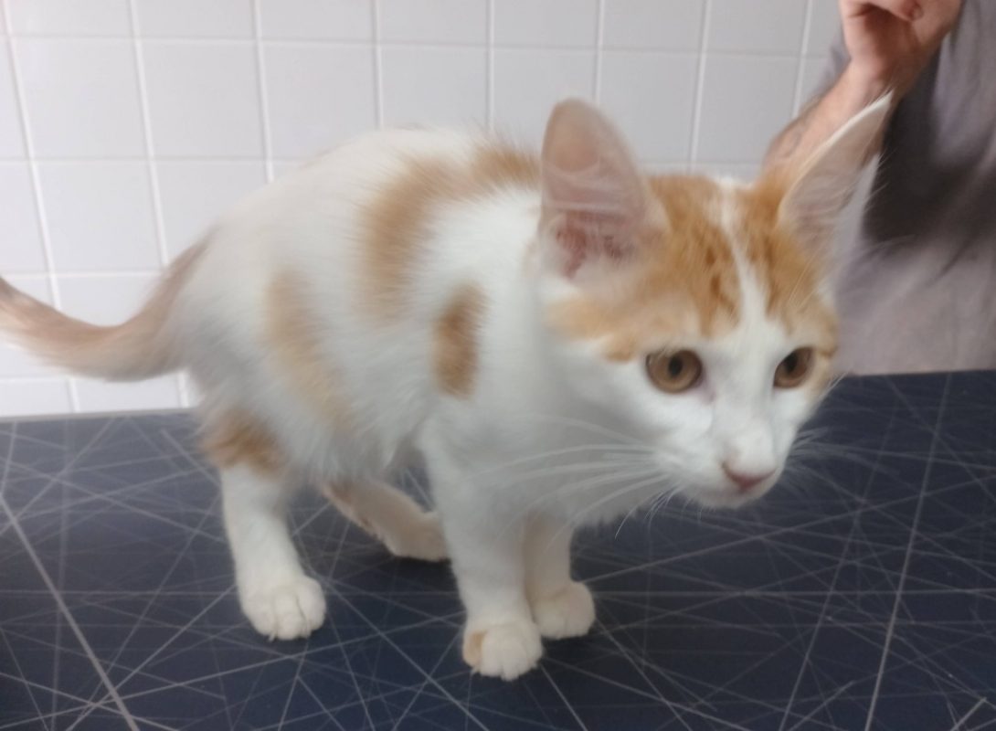 Dede - Chat Européen à adopter