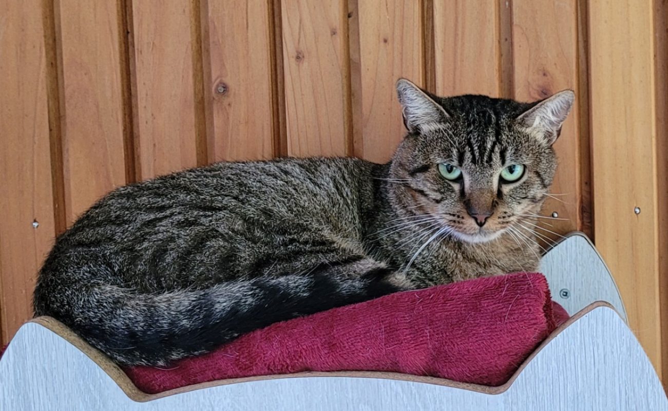 Zufolo - Chat Européen à adopter