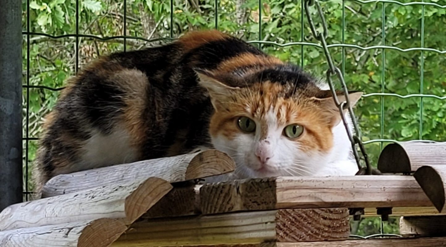 Fluffy - Chat Européen à adopter