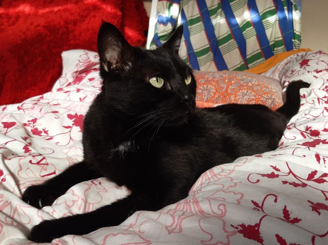 Milo - Chat Européen à adopter
