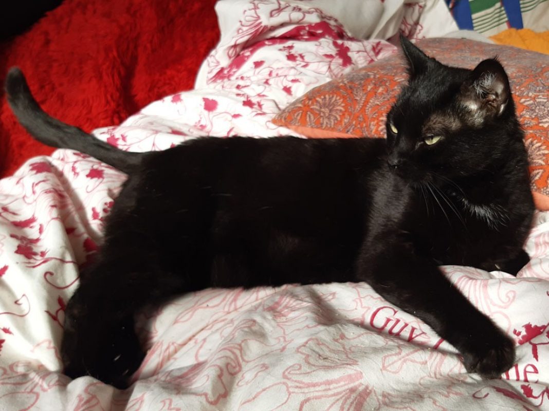 Milo - Chat Européen à adopter - photo 2