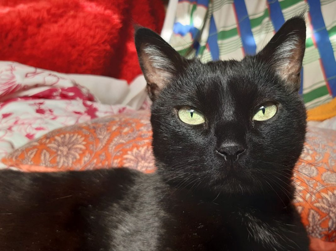 Milo - Chat Européen à adopter - photo 3