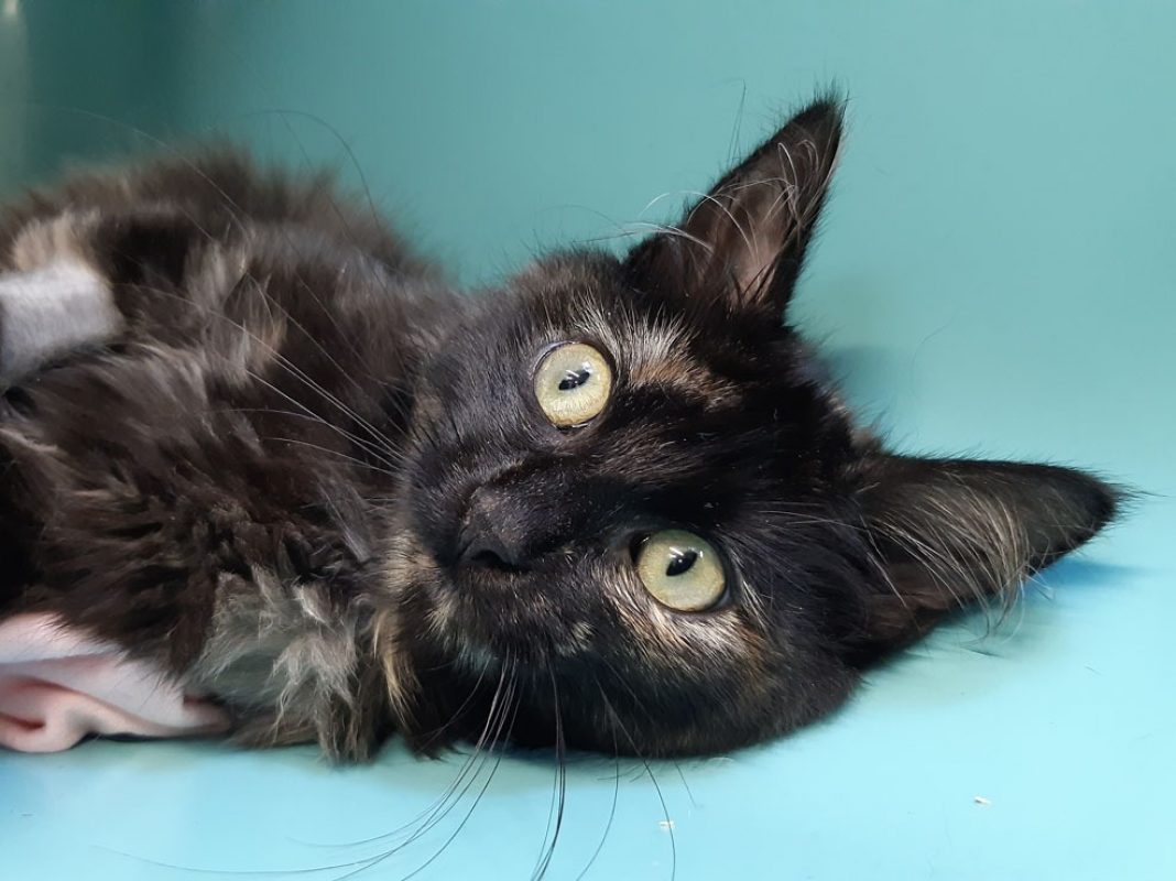 Epona - Chat Européen à adopter