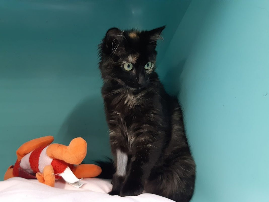 Epona - Chat Européen à adopter - photo 2