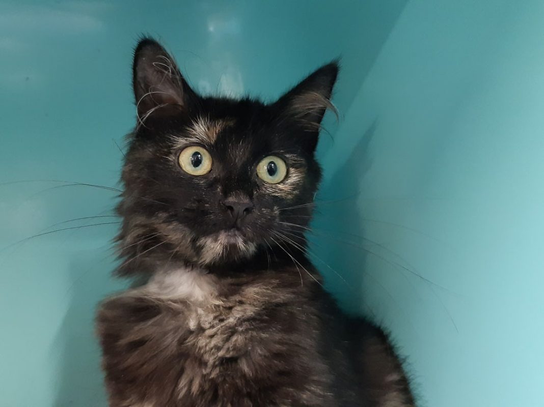 Epona - Chat Européen à adopter - photo 3