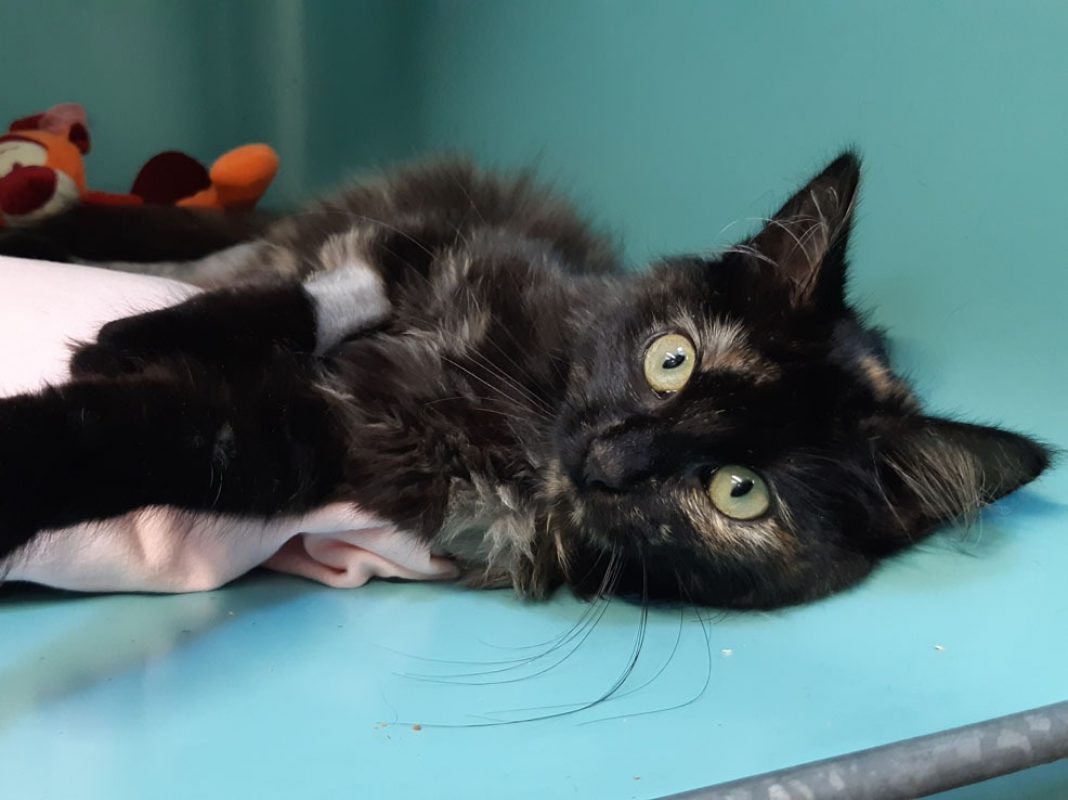 Epona - Chat Européen à adopter - photo 4