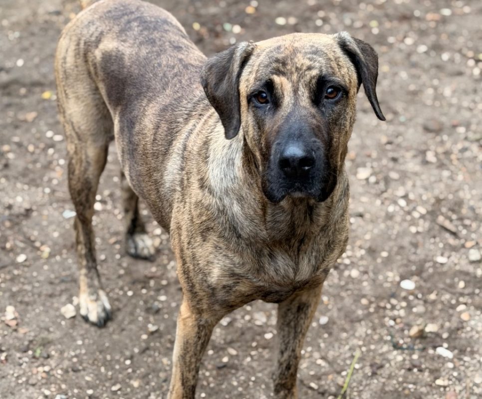 Princesse - Chien à adopter