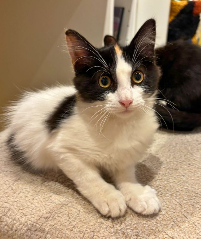 Bogota - Chat à adopter