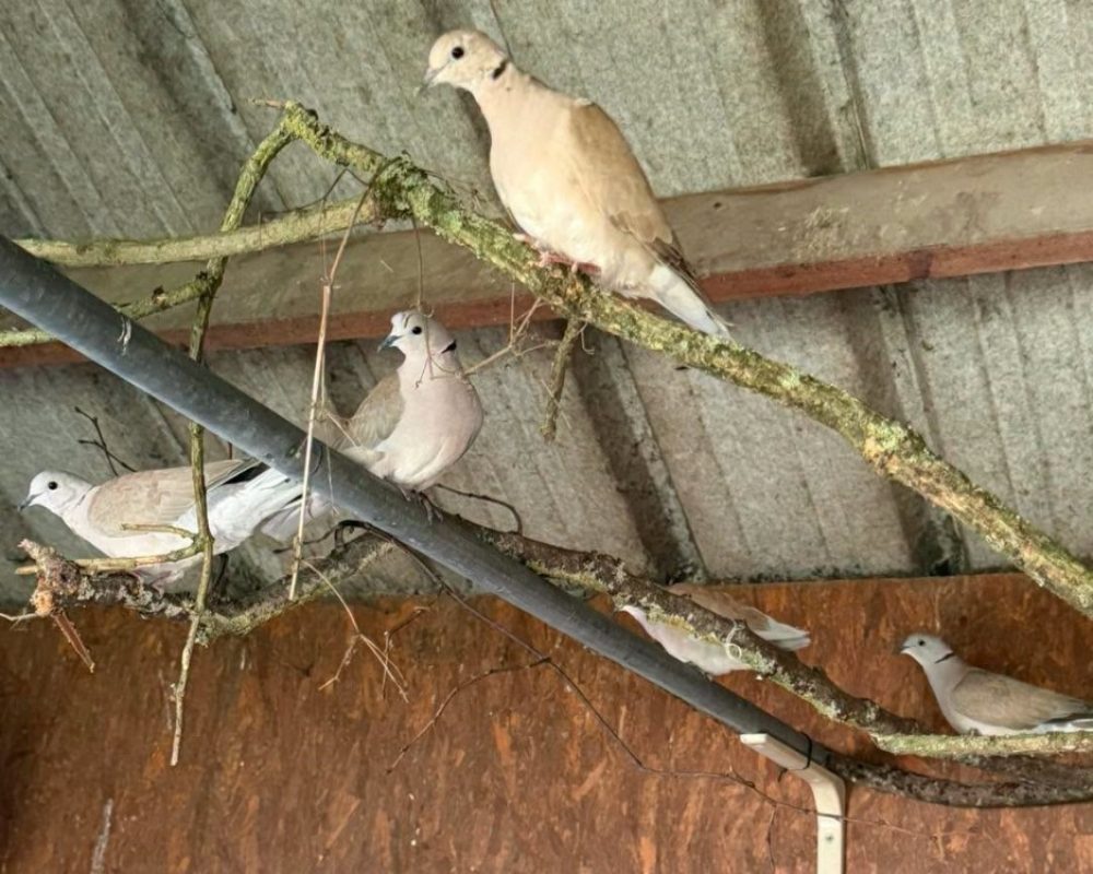 Pistache - Oiseau à adopter