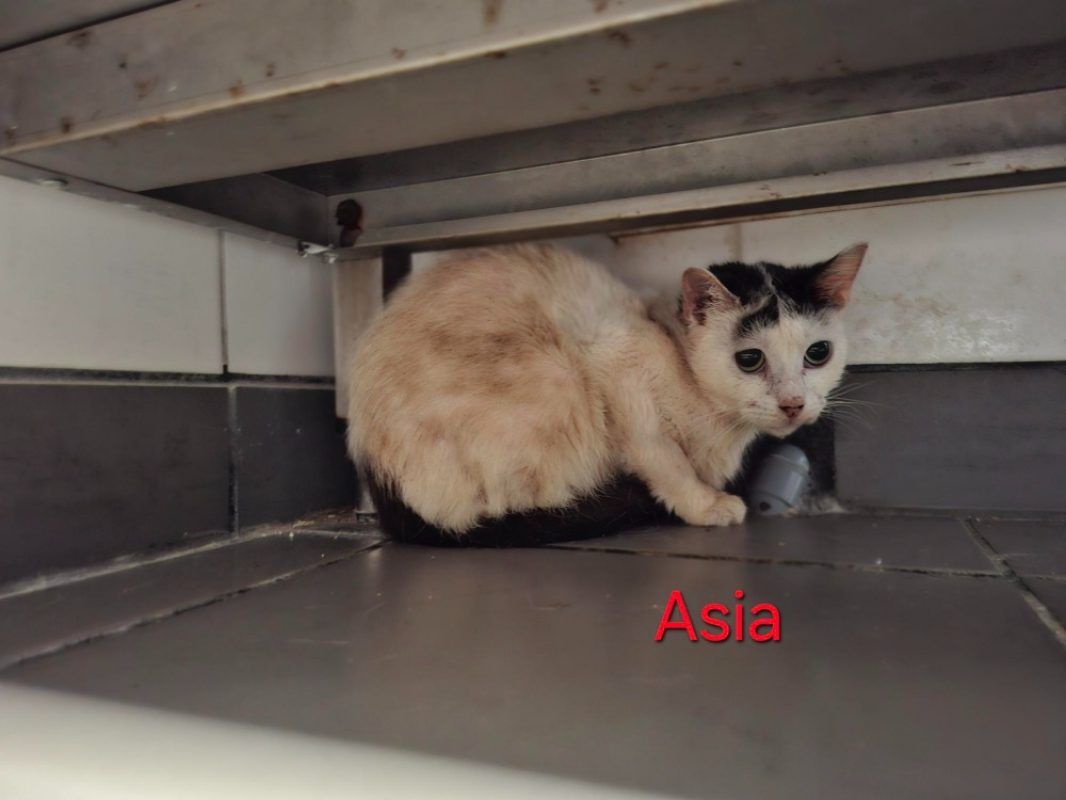 Asia - Chat Européen à adopter