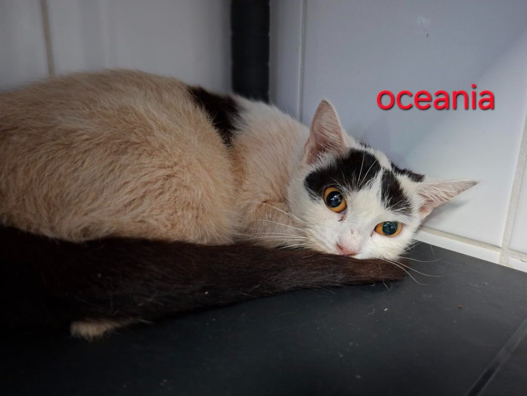 Océania - Chat Européen à adopter