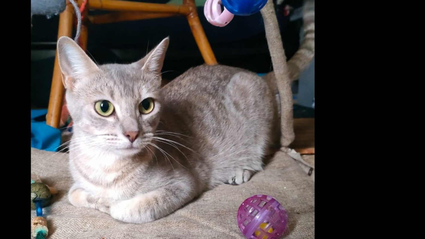 Akira - Chat Européen à adopter