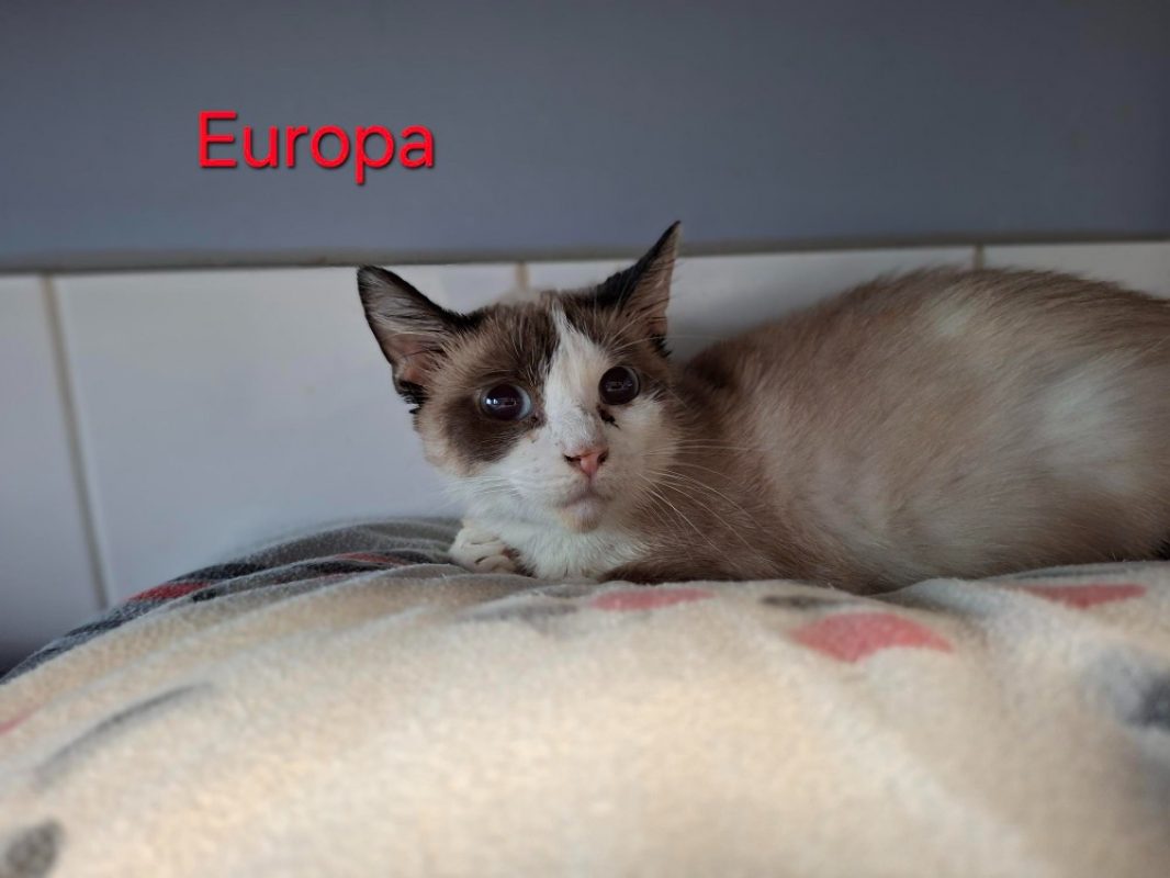 Europa - Chat Européen à adopter