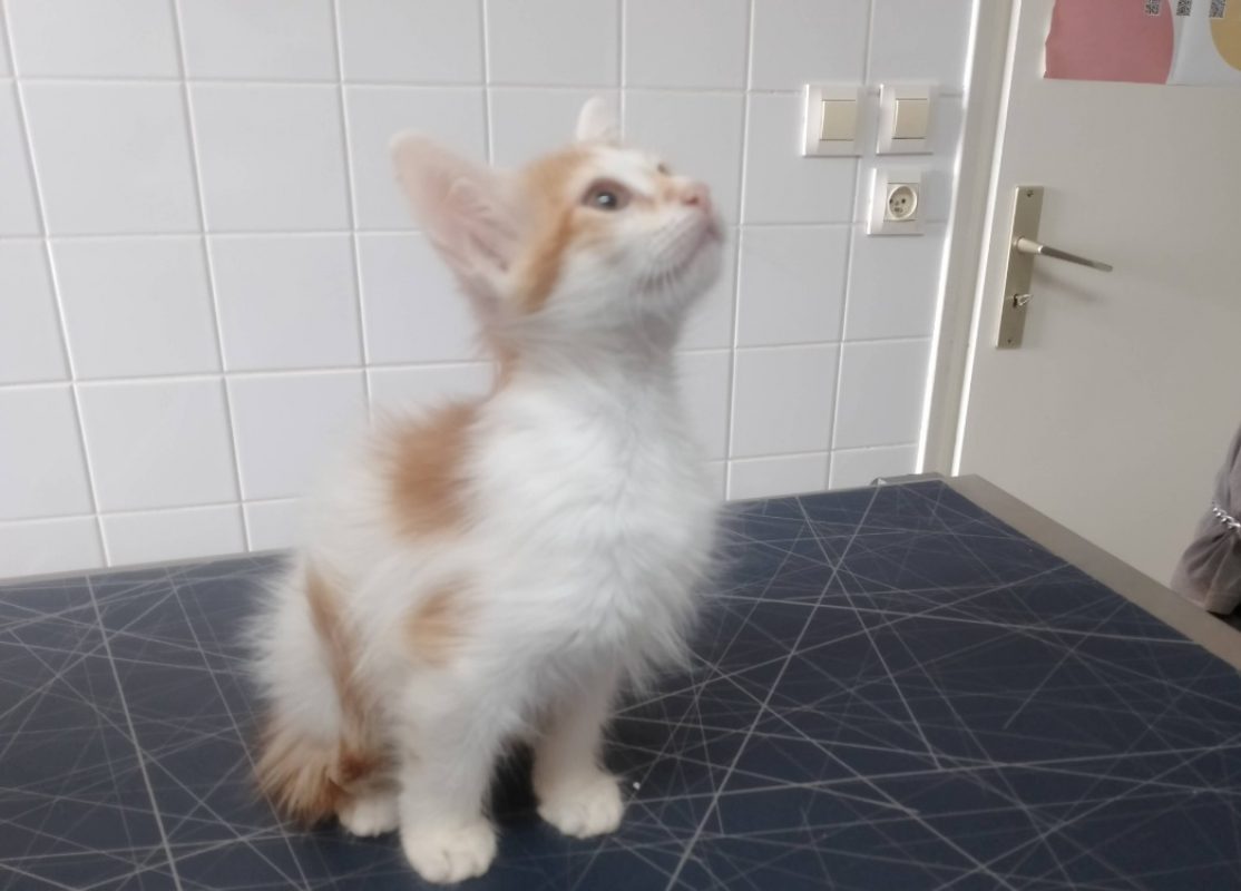Astre - Chat Européen à adopter
