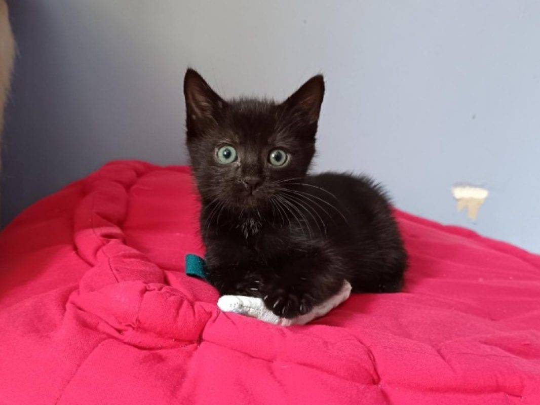 Apodaca - Chat Européen à adopter