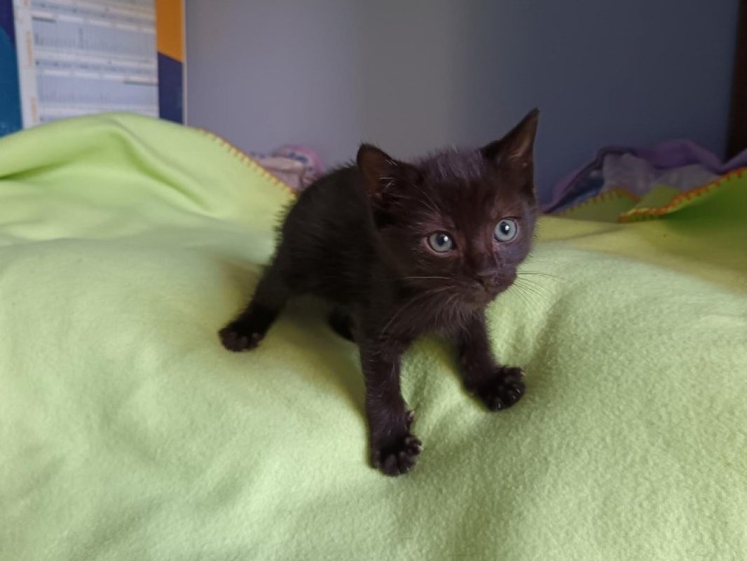 Apodaca - Chat Européen à adopter - photo 2