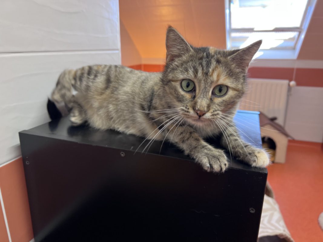 Luffine - Chat Européen à adopter - photo 4