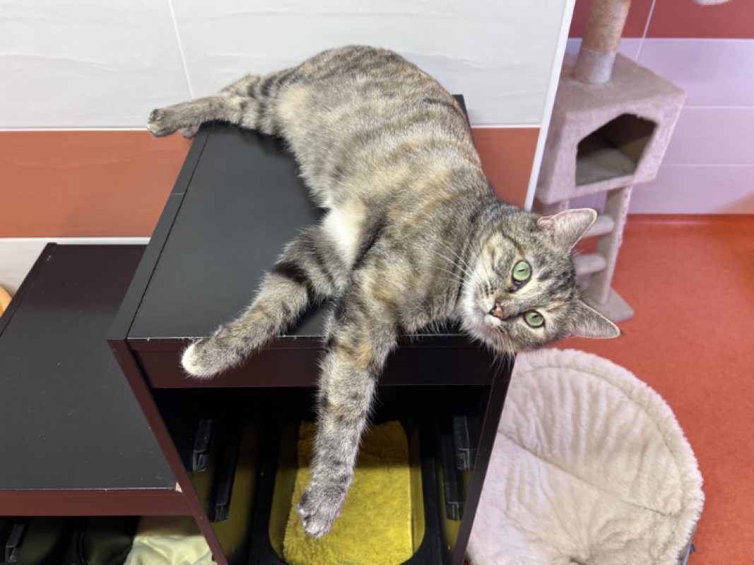 Luffine - Chat Européen à adopter - photo 5