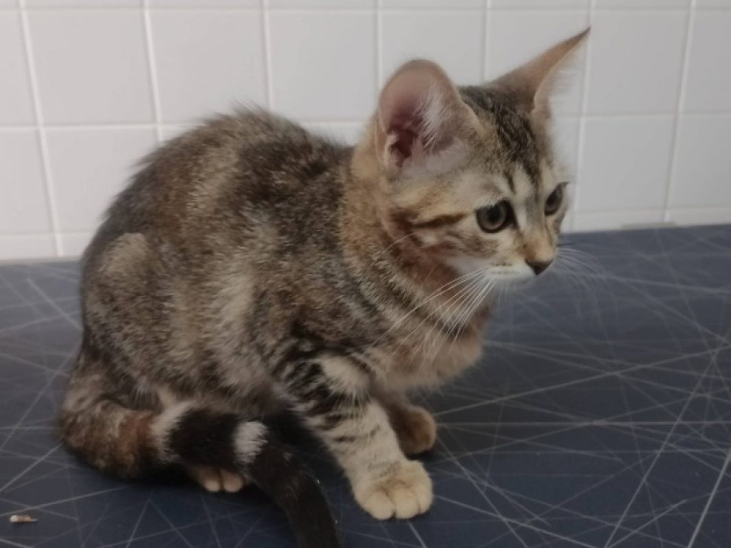 Ash - Chat Européen à adopter