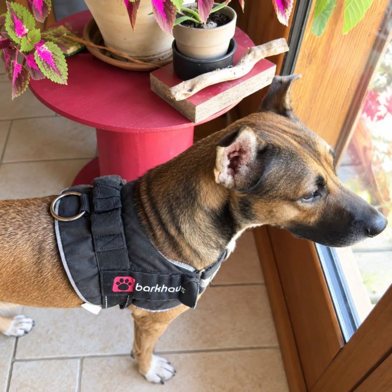 Mia - Urgent - Chien Berger Belge Malinois à adopter - photo 2