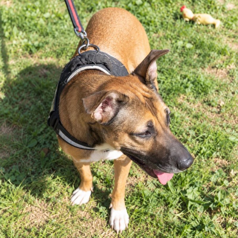 Mia - Urgent - Chien Berger Belge Malinois à adopter