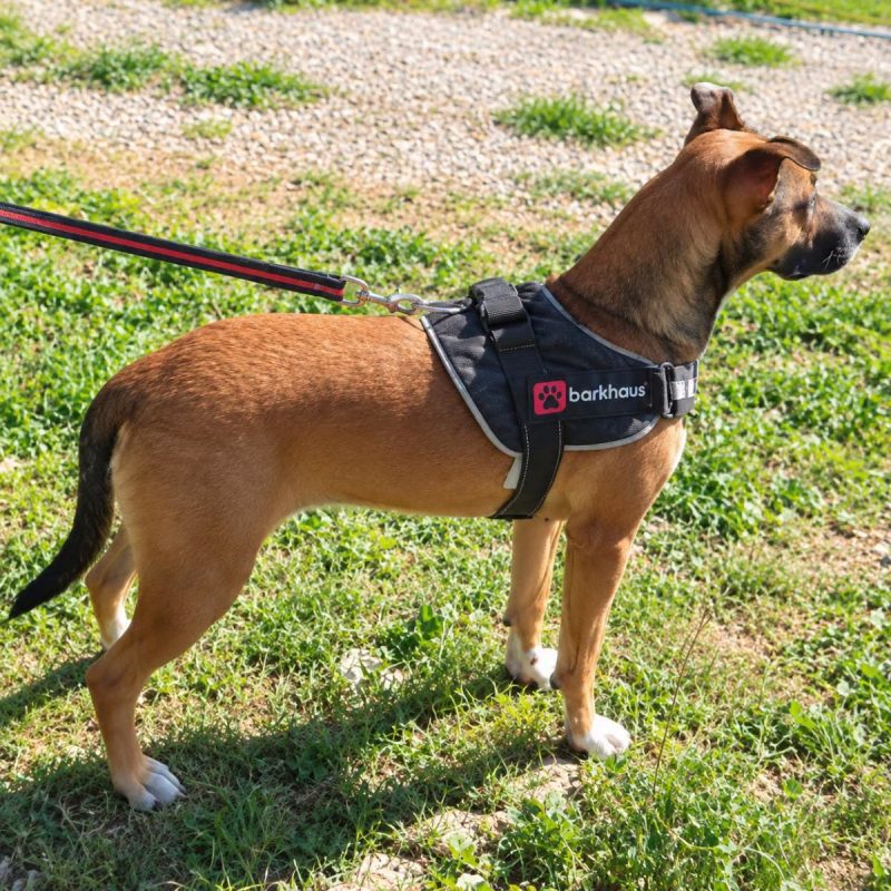 Mia - Urgent - Chien Berger Belge Malinois à adopter - photo 4