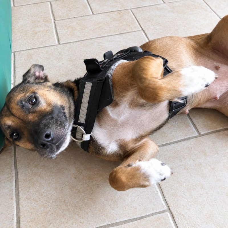 Mia - Urgent - Chien Berger Belge Malinois à adopter - photo 3