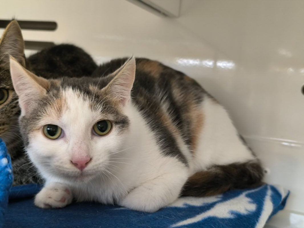 Beline - Chat Européen à adopter
