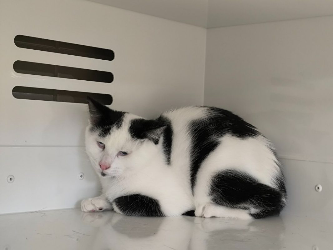 Marguerite - Chat Européen à adopter