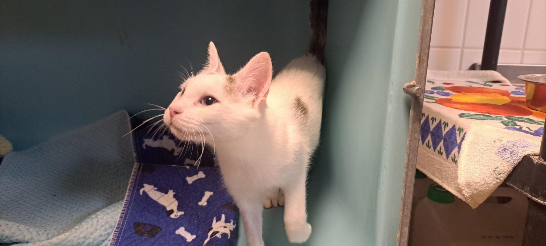 Black cat widow - Chat Européen à adopter