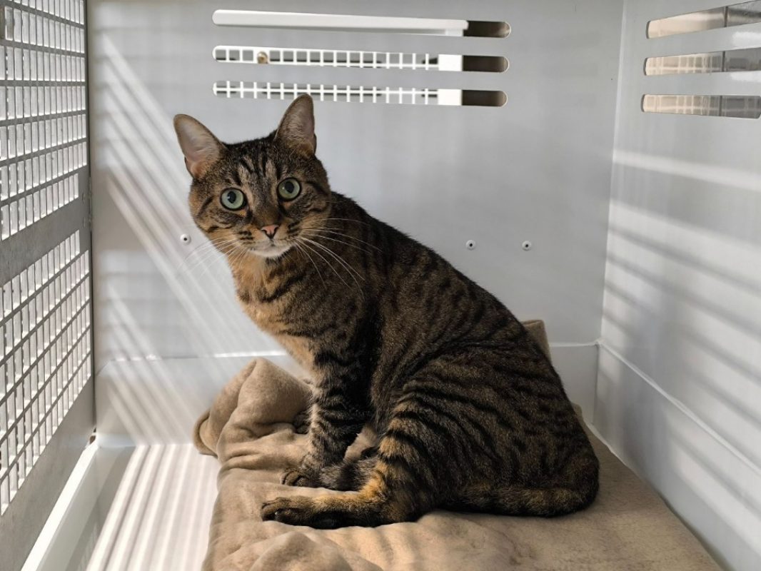 Belina - Chat Européen à adopter